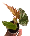 Begonia negrosensis x amphoxius