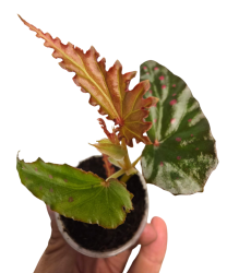 Begonia negrosensis x amphoxius