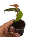 Begonia negrosensis x amphoxius