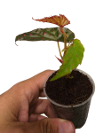 Begonia negrosensis x amphoxius