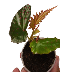 Begonia negrosensis x amphoxius