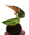 Begonia negrosensis x amphoxius