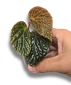 Begonia dracopelta x metallicolor S