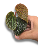 Begonia dracopelta x metallicolor S
