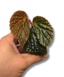 Begonia dracopelta x metallicolor S