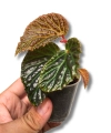 Begonia dracopelta x metallicolor S