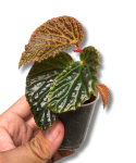 Begonia dracopelta x metallicolor S