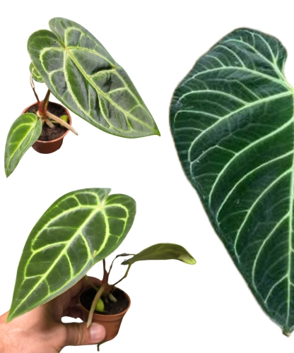 Anthurium regale - m