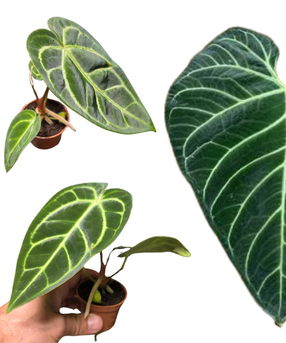 Anthurium regale