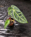Anthurium regale M