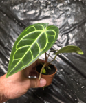 Anthurium regale M