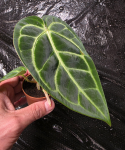 Anthurium regale M