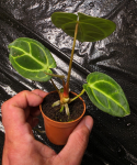 Anthurium regale M