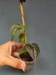 Discorea sp. Black dspb1