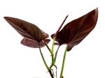 Syngonium erythrophyllum M