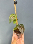 Discorea sp. Black dspb1