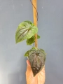 Discorea sp. Black dspb1