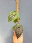 Discorea sp. Black dspb1