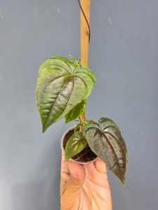 Discorea sp. Black (1)