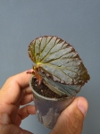 Begonia Metallic Black bmb1