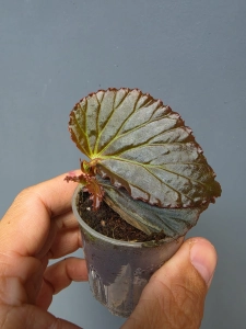 Begonia Metallic Black bmb1