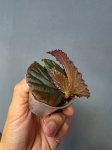 Begonia Metallic Black bmb1