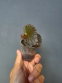 Begonia Metallic Black bmb1
