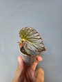 Begonia Metallic Black bmb1