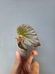 Begonia Metallic Black bmb1