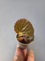 Begonia Metallic Black bmb1