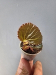 Begonia Metallic Black bmb1