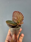 Begonia Metallic Black bmb1