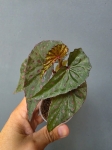Begonia malachosticta