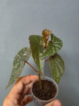 Begonia malachosticta