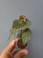 Begonia malachosticta