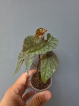 Begonia malachosticta