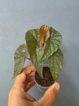 Begonia malachosticta