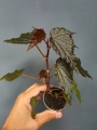 Begonia Dancing Dragon dd2