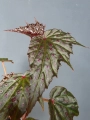 Begonia Dancing Dragon dd2
