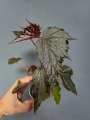 Begonia Dancing Dragon dd2