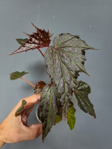Begonia  Dancing Dragon dd2