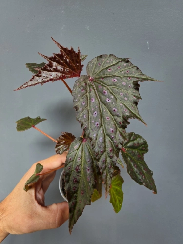 Begonia  Dancing Dragon dd2