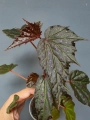 Begonia Dancing Dragon dd2