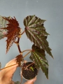 Begonia Dancing Dragon dd2