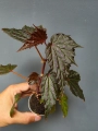 Begonia Dancing Dragon dd2