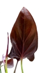 Syngonium erythrophyllum