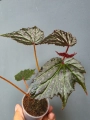 Begonia Dancing Dragon dd1