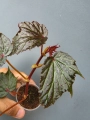 Begonia Dancing Dragon dd1