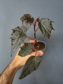 Begonia Dancing Dragon dd1