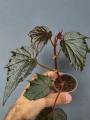 Begonia Dancing Dragon dd1